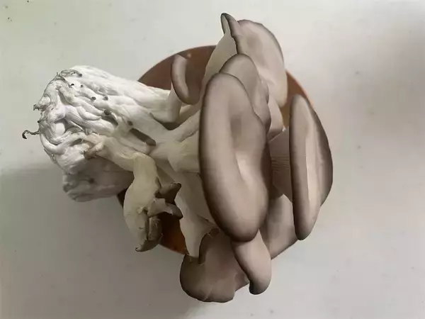 「【インドア農ライフ】リビングできのこ狩り⁉「ランチバッグ」で2週間の超スピ成長！特大「ヒラタケ」収穫したよ！」の画像