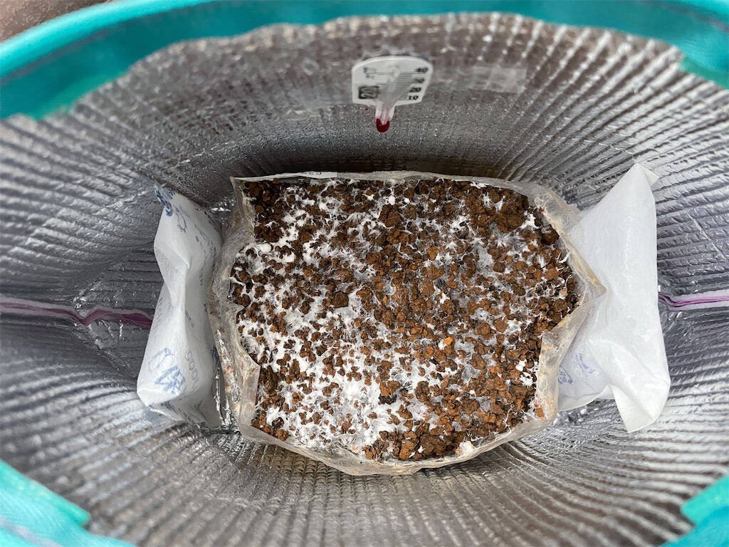 【インドア農ライフ】リビングできのこ狩り⁉「ランチバッグ」で2週間の超スピ成長！特大「ヒラタケ」収穫したよ！