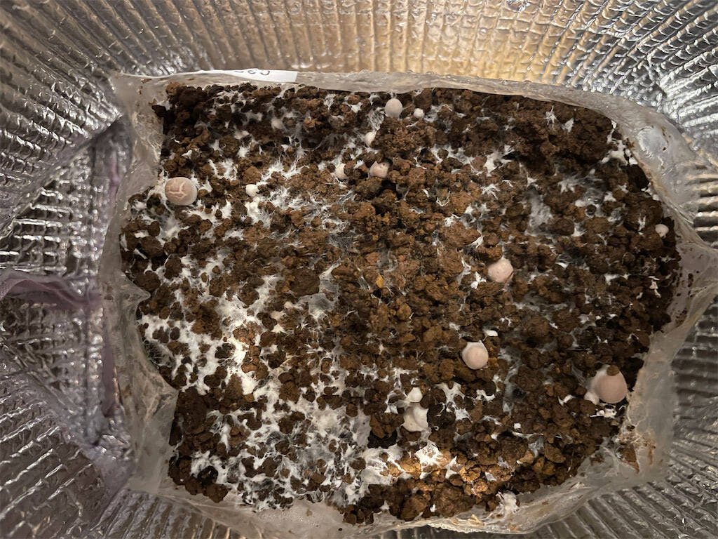 【インドア農ライフ】リビングできのこ狩り⁉「ランチバッグ」で2週間の超スピ成長！特大「ヒラタケ」収穫したよ！