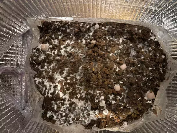 「【インドア農ライフ】リビングできのこ狩り⁉「ランチバッグ」で2週間の超スピ成長！特大「ヒラタケ」収穫したよ！」の画像