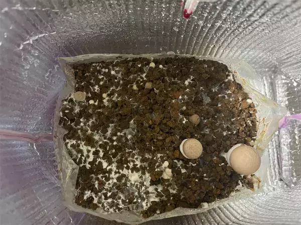 「【インドア農ライフ】リビングできのこ狩り⁉「ランチバッグ」で2週間の超スピ成長！特大「ヒラタケ」収穫したよ！」の画像