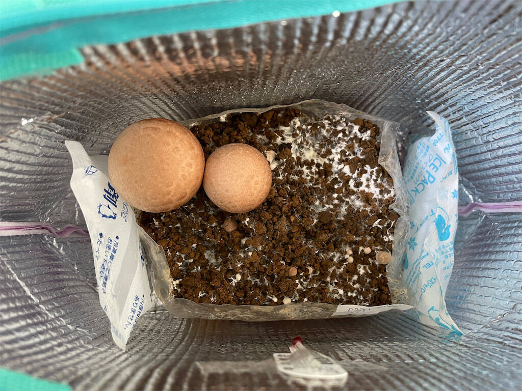 【インドア農ライフ】リビングできのこ狩り⁉「ランチバッグ」で2週間の超スピ成長！特大「ヒラタケ」収穫したよ！