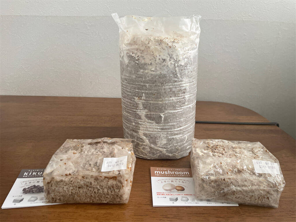 【インドア農ライフ】リビングできのこ狩り⁉「ランチバッグ」で2週間の超スピ成長！特大「ヒラタケ」収穫したよ！