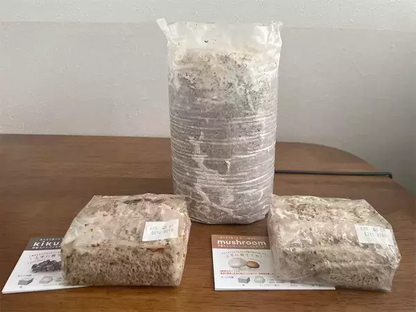 「【インドア農ライフ】リビングできのこ狩り⁉「ランチバッグ」で2週間の超スピ成長！特大「ヒラタケ」収穫したよ！」の画像