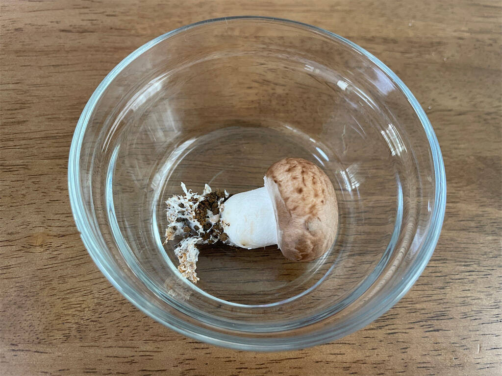 【インドア農ライフ】リビングできのこ狩り⁉「ランチバッグ」で2週間の超スピ成長！特大「ヒラタケ」収穫したよ！