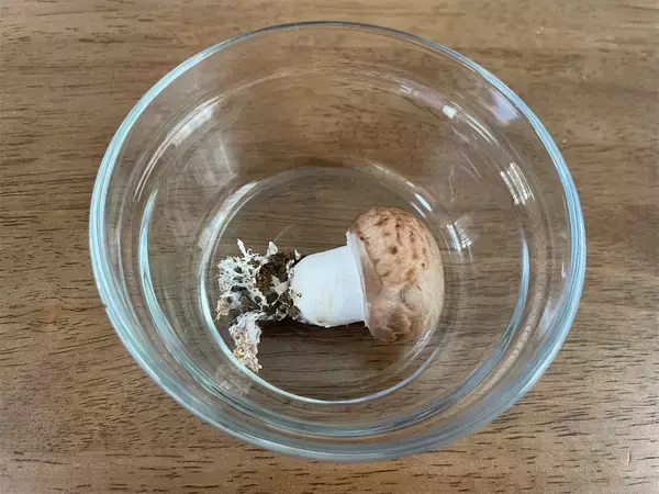 「【インドア農ライフ】リビングできのこ狩り⁉「ランチバッグ」で2週間の超スピ成長！特大「ヒラタケ」収穫したよ！」の画像