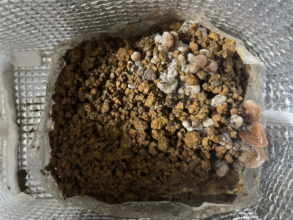 【インドア農ライフ】リビングできのこ狩り⁉「ランチバッグ」で2週間の超スピ成長！特大「ヒラタケ」収穫したよ！