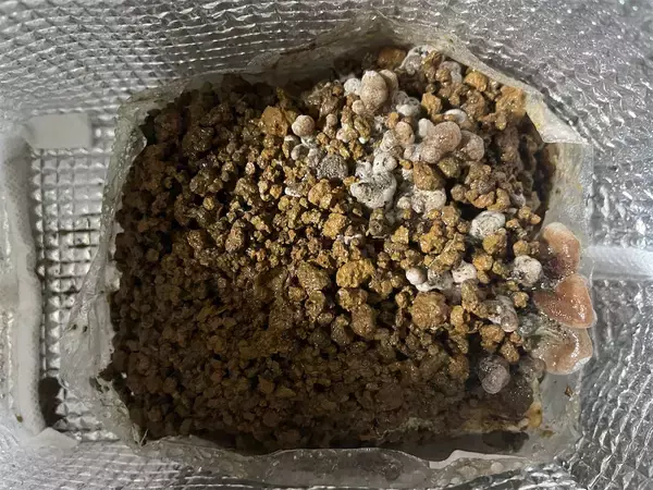 「【インドア農ライフ】リビングできのこ狩り⁉「ランチバッグ」で2週間の超スピ成長！特大「ヒラタケ」収穫したよ！」の画像