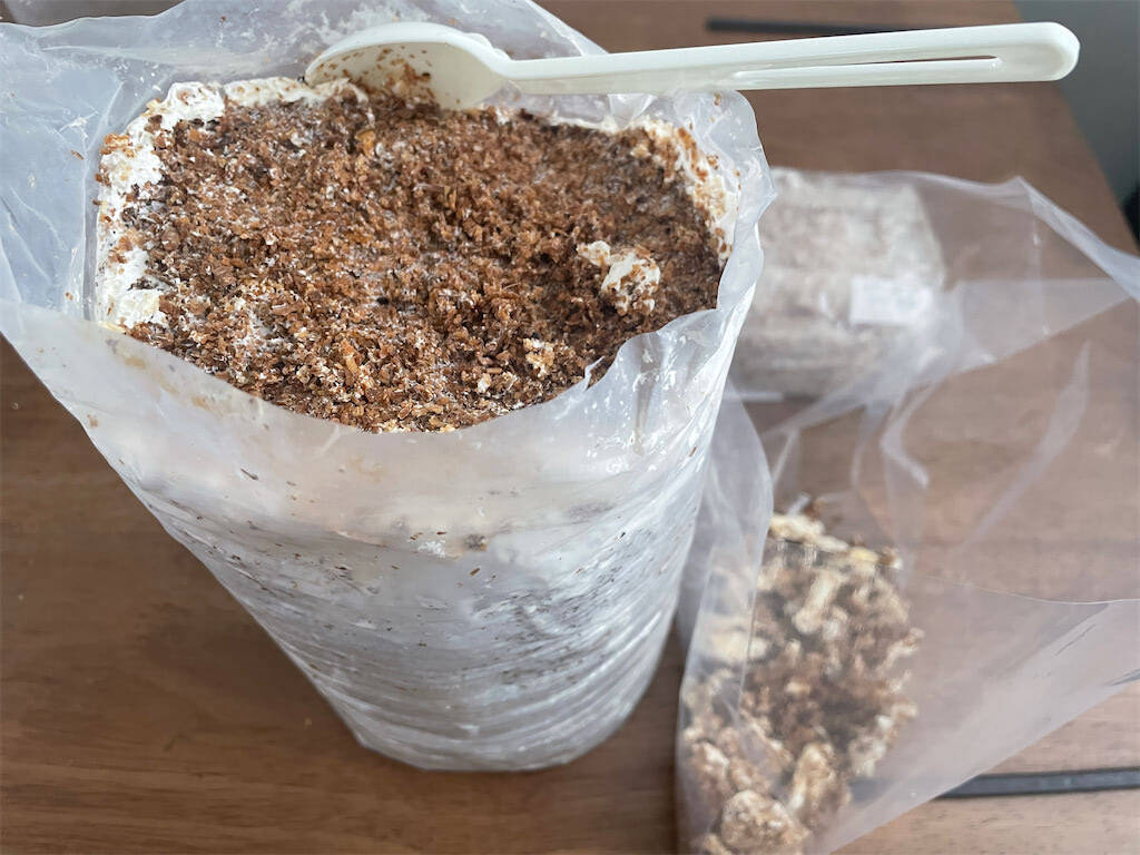 【インドア農ライフ】リビングできのこ狩り⁉「ランチバッグ」で2週間の超スピ成長！特大「ヒラタケ」収穫したよ！