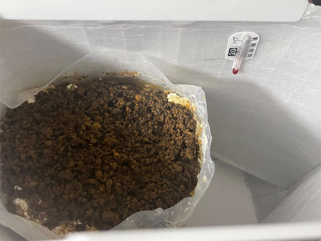 【インドア農ライフ】リビングできのこ狩り⁉「ランチバッグ」で2週間の超スピ成長！特大「ヒラタケ」収穫したよ！