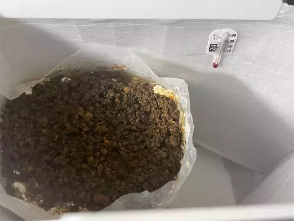 「【インドア農ライフ】リビングできのこ狩り⁉「ランチバッグ」で2週間の超スピ成長！特大「ヒラタケ」収穫したよ！」の画像