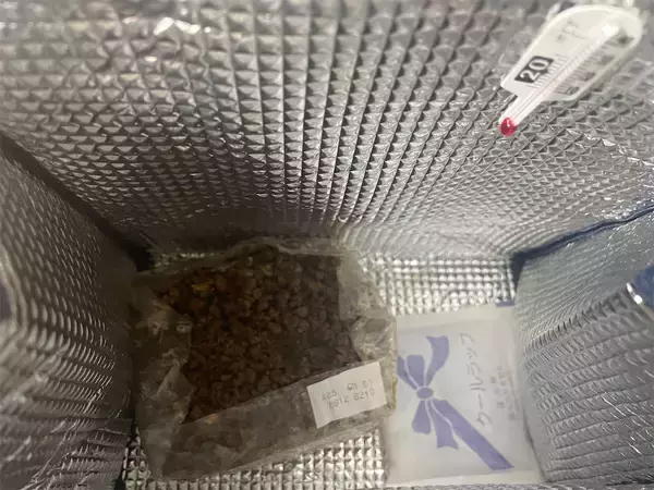 「【インドア農ライフ】リビングできのこ狩り⁉「ランチバッグ」で2週間の超スピ成長！特大「ヒラタケ」収穫したよ！」の画像