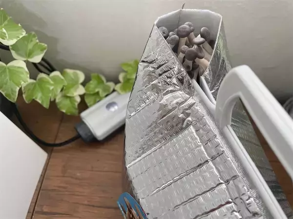 「【インドア農ライフ】リビングできのこ狩り⁉「ランチバッグ」で2週間の超スピ成長！特大「ヒラタケ」収穫したよ！」の画像