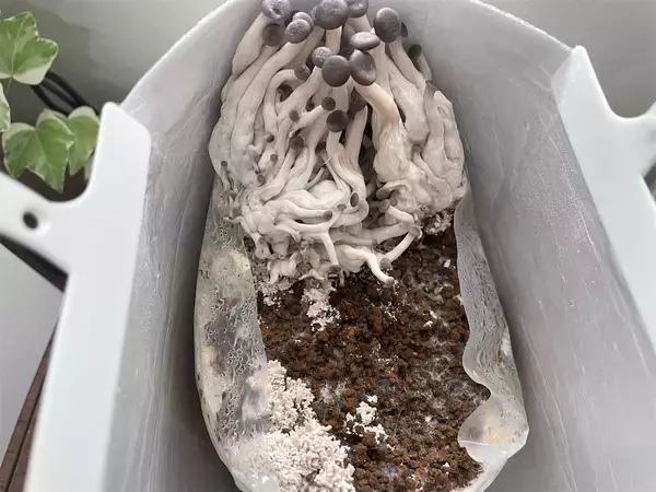 「【インドア農ライフ】リビングできのこ狩り⁉「ランチバッグ」で2週間の超スピ成長！特大「ヒラタケ」収穫したよ！」の画像