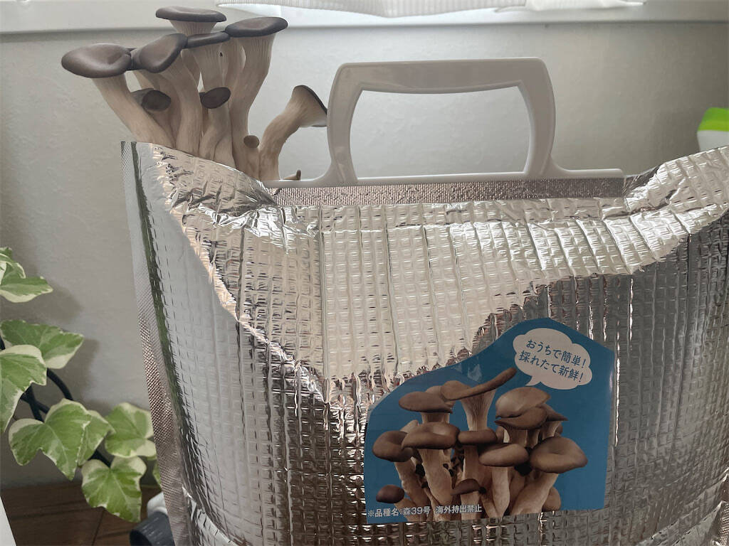 【インドア農ライフ】リビングできのこ狩り⁉「ランチバッグ」で2週間の超スピ成長！特大「ヒラタケ」収穫したよ！