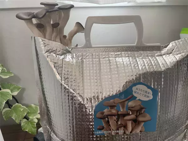 「【インドア農ライフ】リビングできのこ狩り⁉「ランチバッグ」で2週間の超スピ成長！特大「ヒラタケ」収穫したよ！」の画像