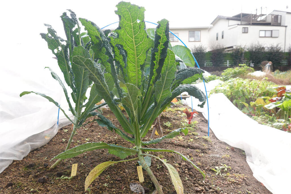 【にちにち農ガール】秋冬野菜の畑レポ！「黒キャベツ」「スイスチャード」「ルッコラ」の…え、もう収穫なの⁉