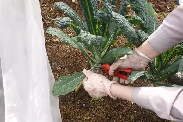 「【にちにち農ガール】秋冬野菜の畑レポ！「黒キャベツ」「スイスチャード」「ルッコラ」の…え、もう収穫なの⁉」の画像