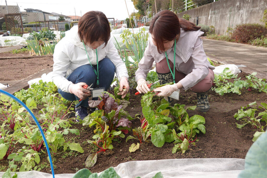 【にちにち農ガール】秋冬野菜の畑レポ！「黒キャベツ」「スイスチャード」「ルッコラ」の…え、もう収穫なの⁉