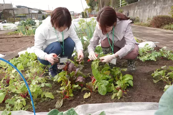 「【にちにち農ガール】秋冬野菜の畑レポ！「黒キャベツ」「スイスチャード」「ルッコラ」の…え、もう収穫なの⁉」の画像