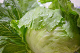 「意外と巻きやすい♪シャキシャキ「ロールレタス」作ってみた！肉だねのコンソメ＋ニラが名コンビ♡【農家直伝】」の画像5