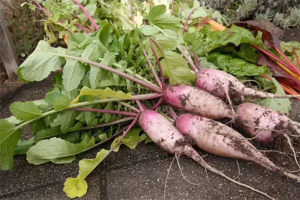 【にちにち農ガール】こんなに早く⁉秋冬野菜の葉大根とミニ大根の収穫です♡【秋冬野菜の畑レポ】