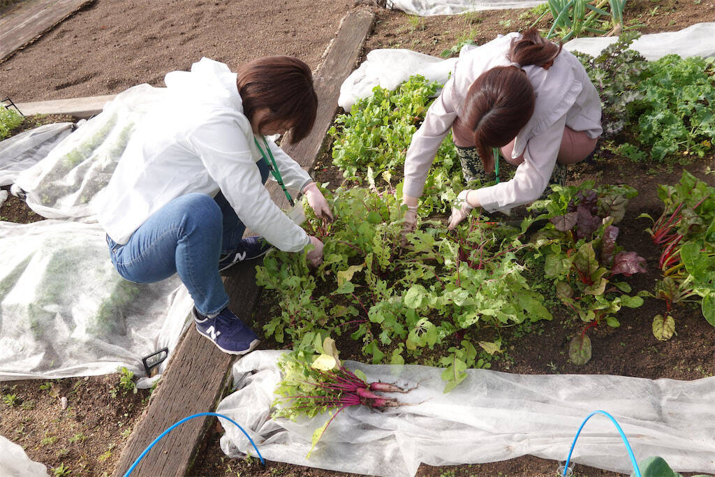 【にちにち農ガール】こんなに早く⁉秋冬野菜の葉大根とミニ大根の収穫です♡【秋冬野菜の畑レポ】