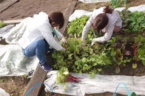 「【にちにち農ガール】こんなに早く⁉秋冬野菜の葉大根とミニ大根の収穫です♡【秋冬野菜の畑レポ】」の画像