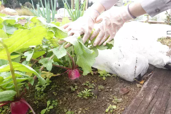 「【にちにち農ガール】こんなに早く⁉秋冬野菜の葉大根とミニ大根の収穫です♡【秋冬野菜の畑レポ】」の画像