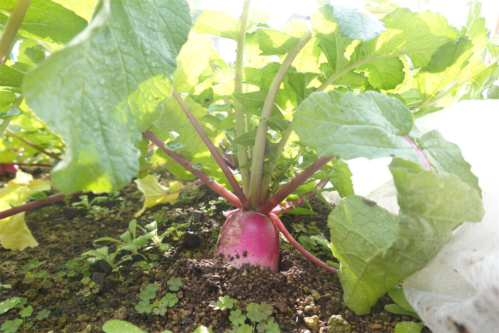 【にちにち農ガール】こんなに早く⁉秋冬野菜の葉大根とミニ大根の収穫です♡【秋冬野菜の畑レポ】