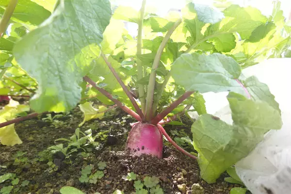 「【にちにち農ガール】こんなに早く⁉秋冬野菜の葉大根とミニ大根の収穫です♡【秋冬野菜の畑レポ】」の画像