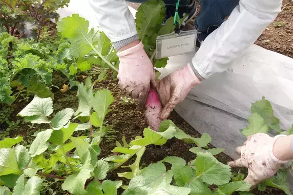 「【にちにち農ガール】こんなに早く⁉秋冬野菜の葉大根とミニ大根の収穫です♡【秋冬野菜の畑レポ】」の画像