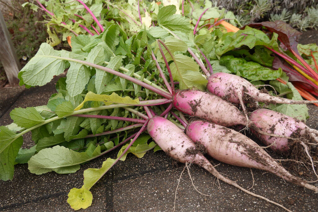 【にちにち農ガール】こんなに早く⁉秋冬野菜の葉大根とミニ大根の収穫です♡【秋冬野菜の畑レポ】