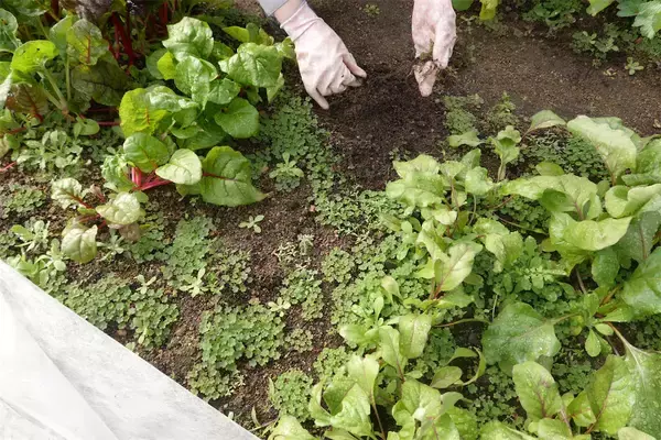 「【にちにち農ガール】こんなに早く⁉秋冬野菜の葉大根とミニ大根の収穫です♡【秋冬野菜の畑レポ】」の画像