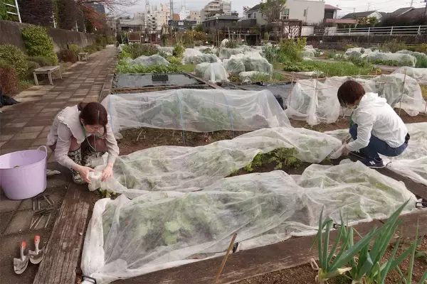 「【にちにち農ガール】こんなに早く⁉秋冬野菜の葉大根とミニ大根の収穫です♡【秋冬野菜の畑レポ】」の画像