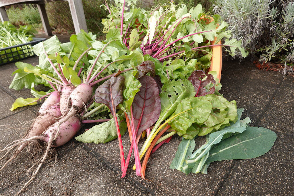 【にちにち農ガール】こんなに早く⁉秋冬野菜の葉大根とミニ大根の収穫です♡【秋冬野菜の畑レポ】