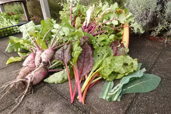 「【にちにち農ガール】こんなに早く⁉秋冬野菜の葉大根とミニ大根の収穫です♡【秋冬野菜の畑レポ】」の画像