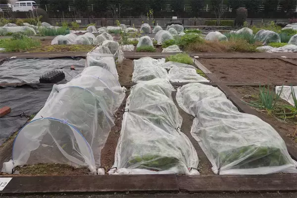 「【にちにち農ガール】こんなに早く⁉秋冬野菜の葉大根とミニ大根の収穫です♡【秋冬野菜の畑レポ】」の画像