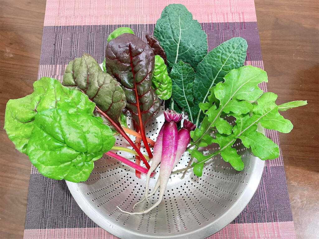 【にちにち農ガール】こんなに早く⁉秋冬野菜の葉大根とミニ大根の収穫です♡【秋冬野菜の畑レポ】