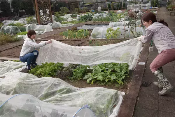 「【にちにち農ガール】こんなに早く⁉秋冬野菜の葉大根とミニ大根の収穫です♡【秋冬野菜の畑レポ】」の画像
