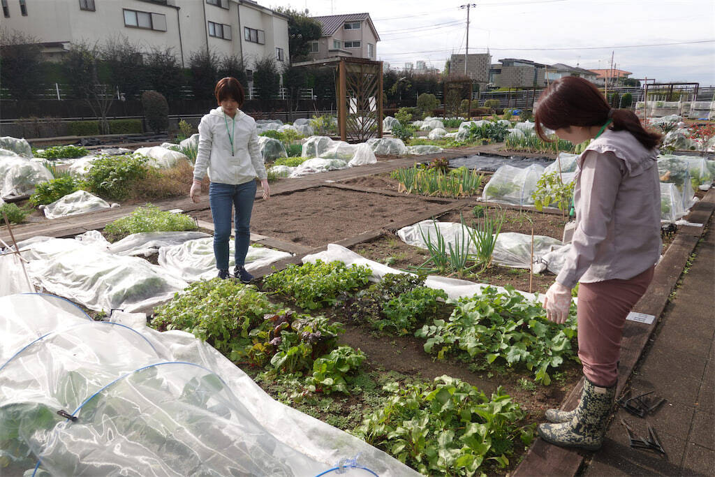 【にちにち農ガール】こんなに早く⁉秋冬野菜の葉大根とミニ大根の収穫です♡【秋冬野菜の畑レポ】