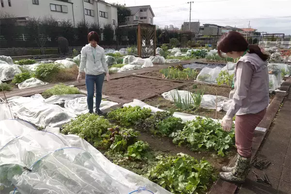 「【にちにち農ガール】こんなに早く⁉秋冬野菜の葉大根とミニ大根の収穫です♡【秋冬野菜の畑レポ】」の画像