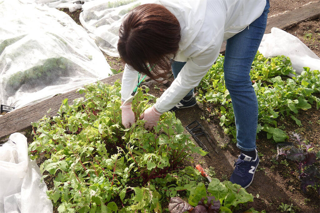 【にちにち農ガール】こんなに早く⁉秋冬野菜の葉大根とミニ大根の収穫です♡【秋冬野菜の畑レポ】