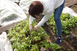 「【にちにち農ガール】こんなに早く⁉秋冬野菜の葉大根とミニ大根の収穫です♡【秋冬野菜の畑レポ】」の画像6
