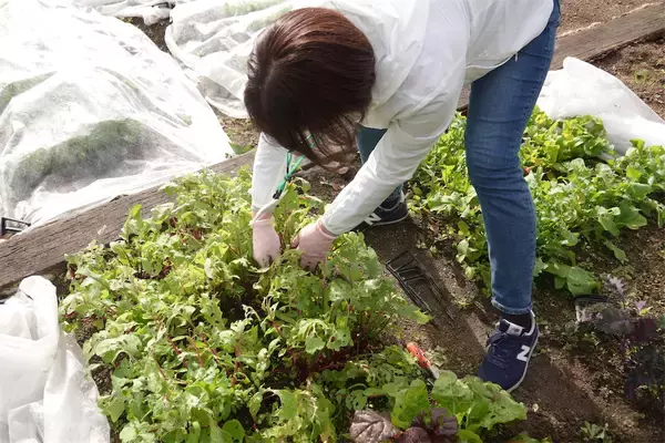 「【にちにち農ガール】こんなに早く⁉秋冬野菜の葉大根とミニ大根の収穫です♡【秋冬野菜の畑レポ】」の画像