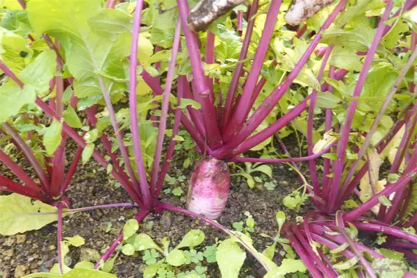 「【にちにち農ガール】こんなに早く⁉秋冬野菜の葉大根とミニ大根の収穫です♡【秋冬野菜の畑レポ】」の画像