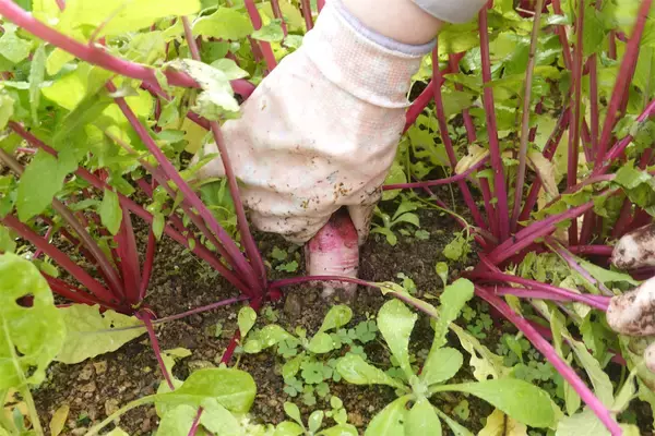 「【にちにち農ガール】こんなに早く⁉秋冬野菜の葉大根とミニ大根の収穫です♡【秋冬野菜の畑レポ】」の画像