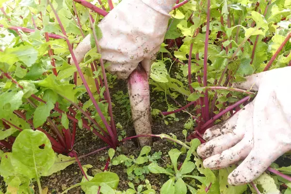 「【にちにち農ガール】こんなに早く⁉秋冬野菜の葉大根とミニ大根の収穫です♡【秋冬野菜の畑レポ】」の画像