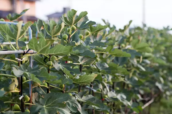 「【生産者インタビュー】いちじくは傷つきやすい乙女!?超繊細フルーツに魅せられたオヤジたちの40年物語」の画像