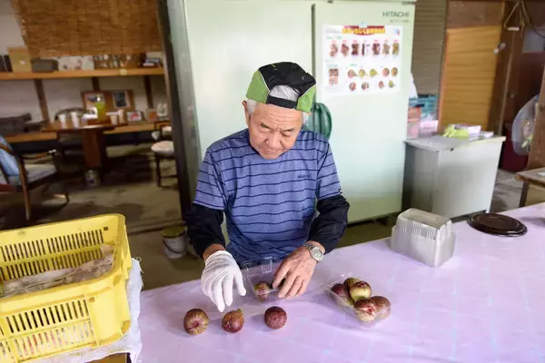 「【生産者インタビュー】いちじくは傷つきやすい乙女!?超繊細フルーツに魅せられたオヤジたちの40年物語」の画像